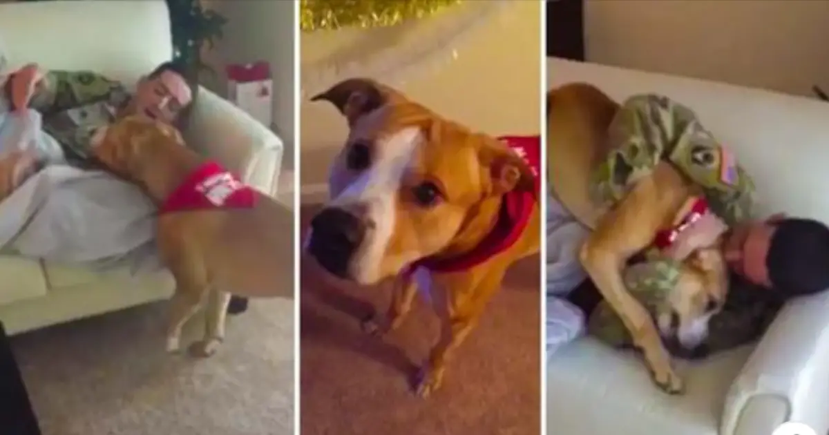 You are currently viewing Dog has a wonderful reaction when surprised by his owner’s return home [video]