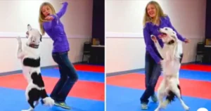 Read more about the article Video of dancing puppy goes viral on the internet: he definitely dances better than many people!