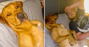 Read more about the article I was here first! – Video of cheeky dog goes viral on the internet after he refuses to leave the bed