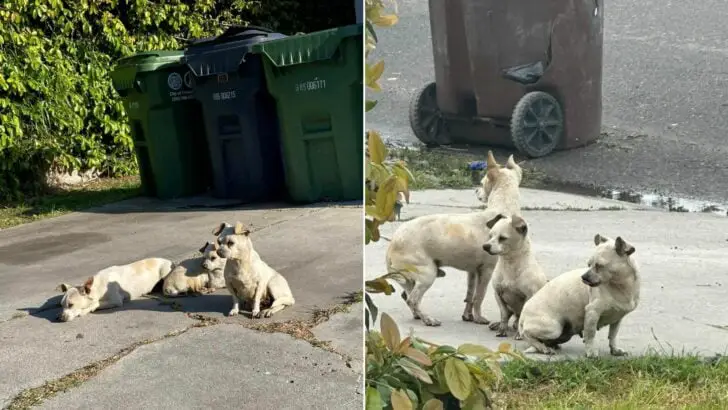 You are currently viewing Three abandoned puppies stay faithfully glued to each other until a kind soul notices them