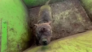 Read more about the article Upon opening the trash can, the rescue team finds the sweetest gaze they have ever seen