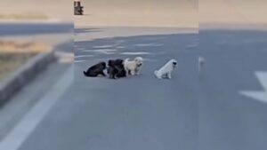 Read more about the article Exhausted mother dog gathers her last strength to beg for someone to help her and her puppies