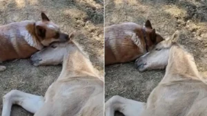 Read more about the article Your horse friend lost his mother and this dog comforted him until he overcame the loss