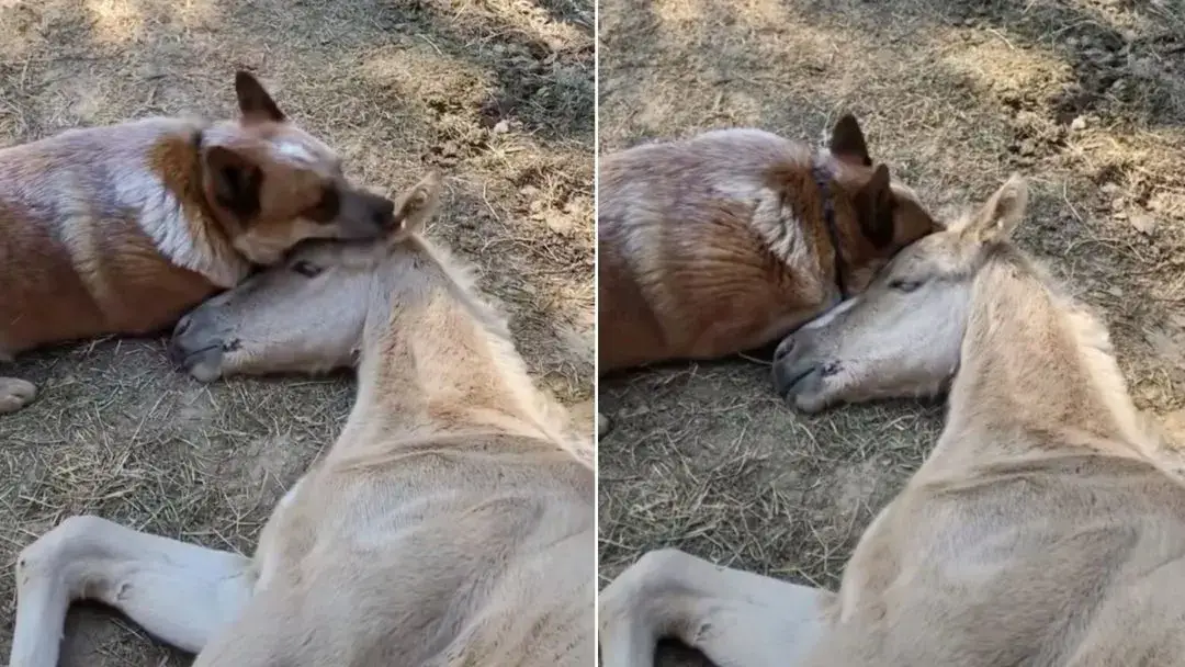 You are currently viewing Your horse friend lost his mother and this dog comforted him until he overcame the loss