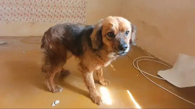 You are currently viewing Heartbroken puppy refuses to leave home after its owner passes away