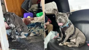 Read more about the article Rescued puppy arrives at his new home in a limousine after 2 years of waiting in the shelter