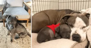 Read more about the article Heartbroken pitbull who lost her puppies finds purpose with orphaned puppy