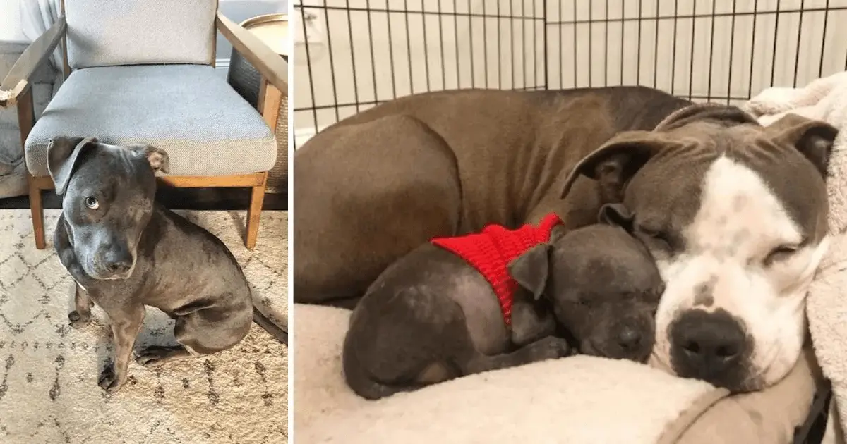 You are currently viewing Heartbroken pitbull who lost her puppies finds purpose with orphaned puppy