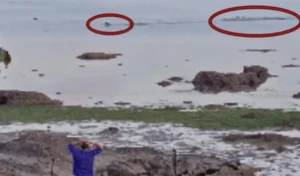 Read more about the article Huge crocodile chases dog swimming in the ocean while owner desperately calls for him.