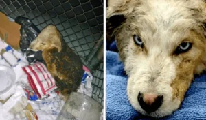 Read more about the article Truck driver notices burning trash and finds scared puppy at the bottom of the dumpster