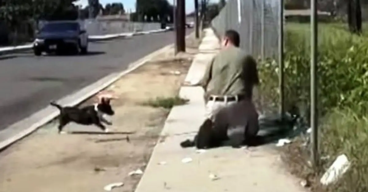 You are currently viewing A lost mother dog goes crazy after seeing a man trapping her only puppy in a net