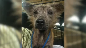 Read more about the article Dog who couldn’t stop shaking due to lack of fur undergoes incredible transformation in his new home