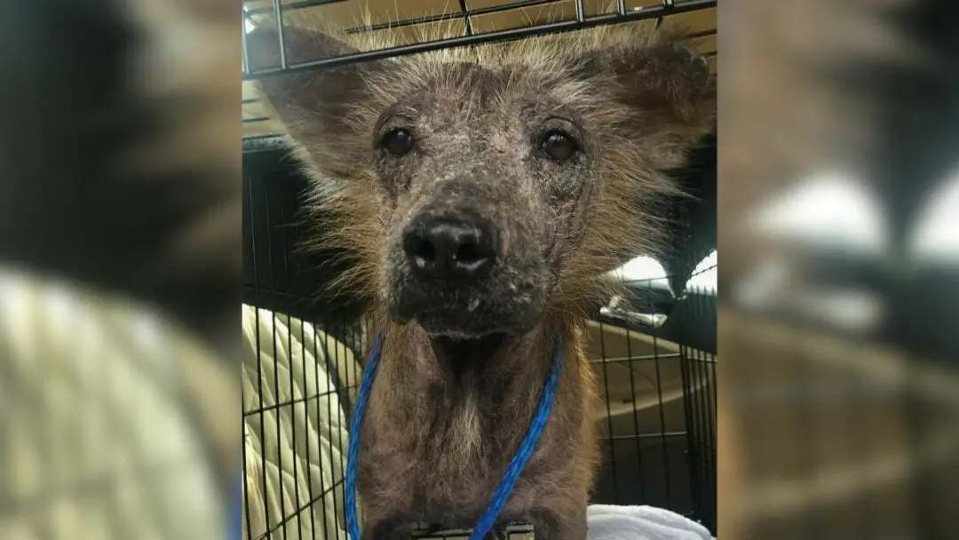 You are currently viewing Dog who couldn’t stop shaking due to lack of fur undergoes incredible transformation in his new home