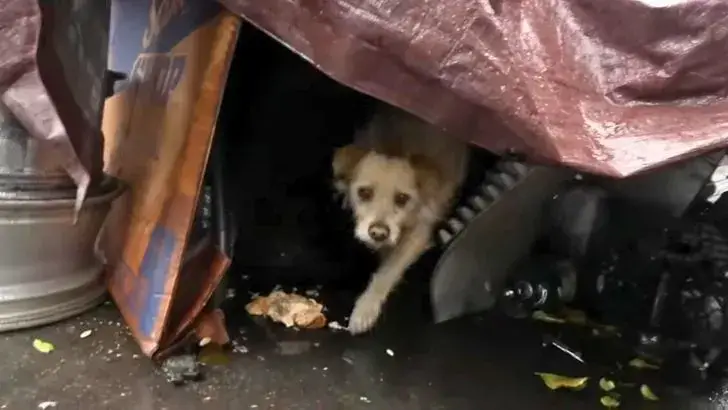 You are currently viewing A dog that lived its entire life in the junkyard finally finds a true home