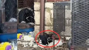 Read more about the article Puppy tied in cage is so happy to see rescue arriving that he can’t stop wagging his tail