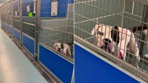 Read more about the article Sweet dog left alone in a shelter after all their friends are adopted