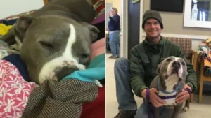 Read more about the article After spending 93 days in a shelter, a dog was adopted by his favorite volunteer