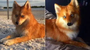 Read more about the article Meet Mya, the charming dog that looks incredibly like a fox