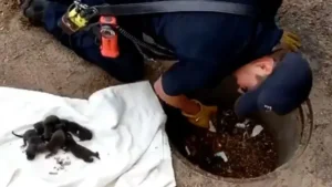 Read more about the article Firefighters rescue puppies but in the end discover they were not dogs