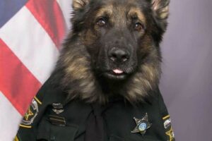 Read more about the article Extreme cuteness: Police dog poses in uniform for his official portrait