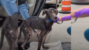 Read more about the article Dog found under bridge becomes a true beauty after an incredible recovery.