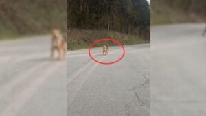 Read more about the article A man with a huge heart comes across 2 puppies in the middle of the road and decides to help them.