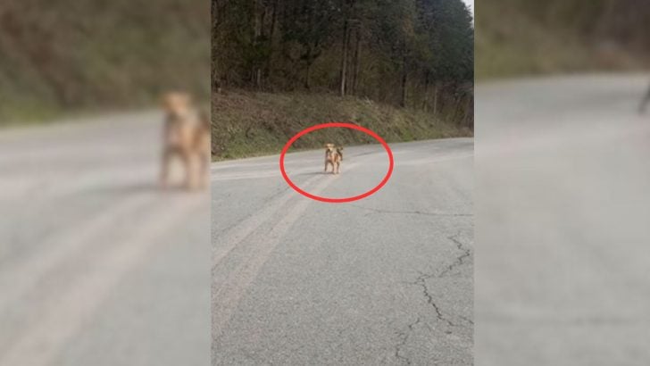 You are currently viewing A man with a huge heart comes across 2 puppies in the middle of the road and decides to help them.