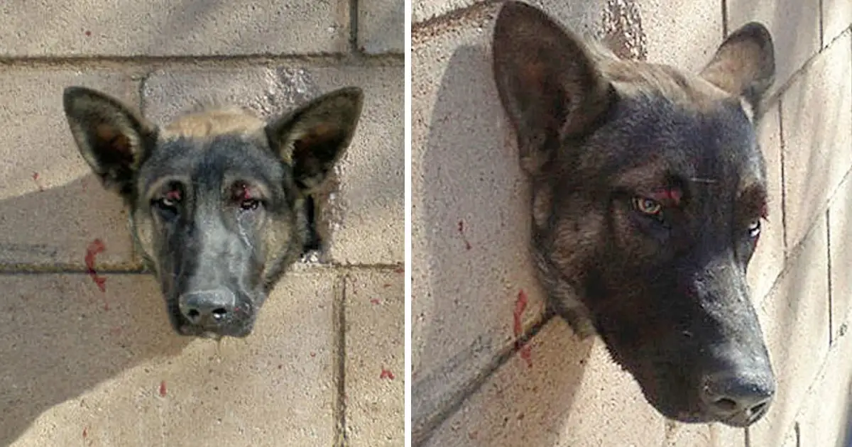 You are currently viewing Puppy gets stuck with head in concrete and situation challenges rescue team