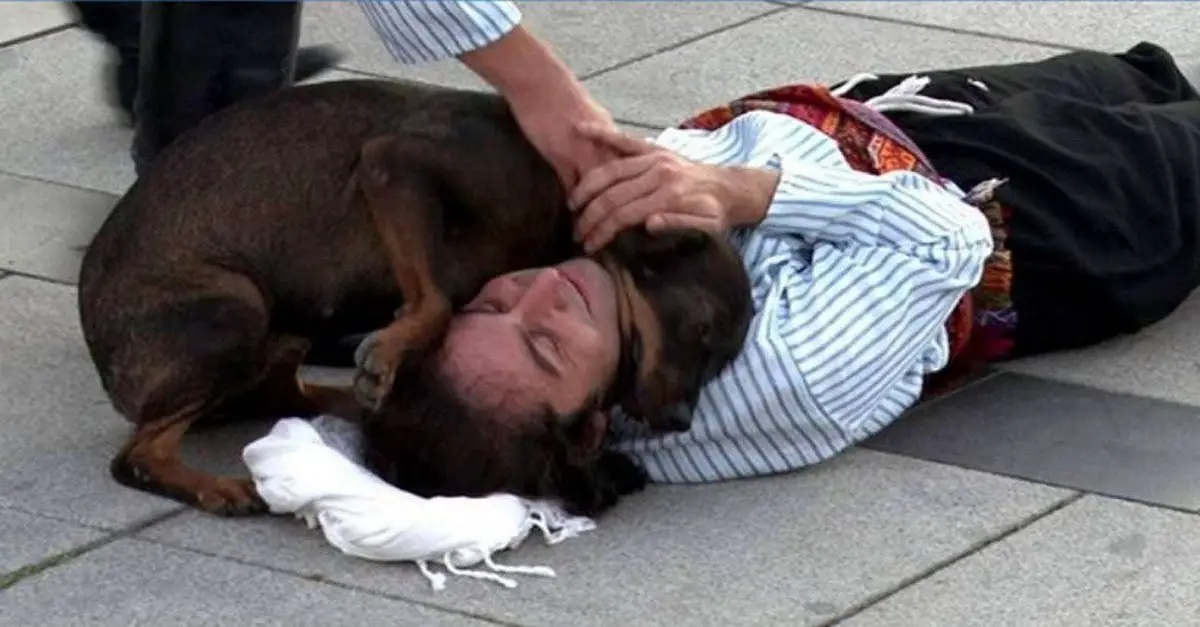 You are currently viewing Stray dog interrupts theater play to save actor pretending to be injured