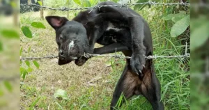 Read more about the article A puppy gets stuck in a barbed wire fence and its rescue becomes a challenge