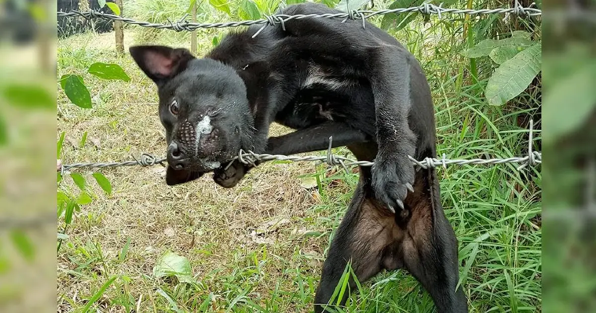 You are currently viewing A puppy gets stuck in a barbed wire fence and its rescue becomes a challenge