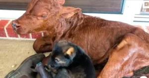 Read more about the article The calf thinks it’s a dog after being raised among German shepherds