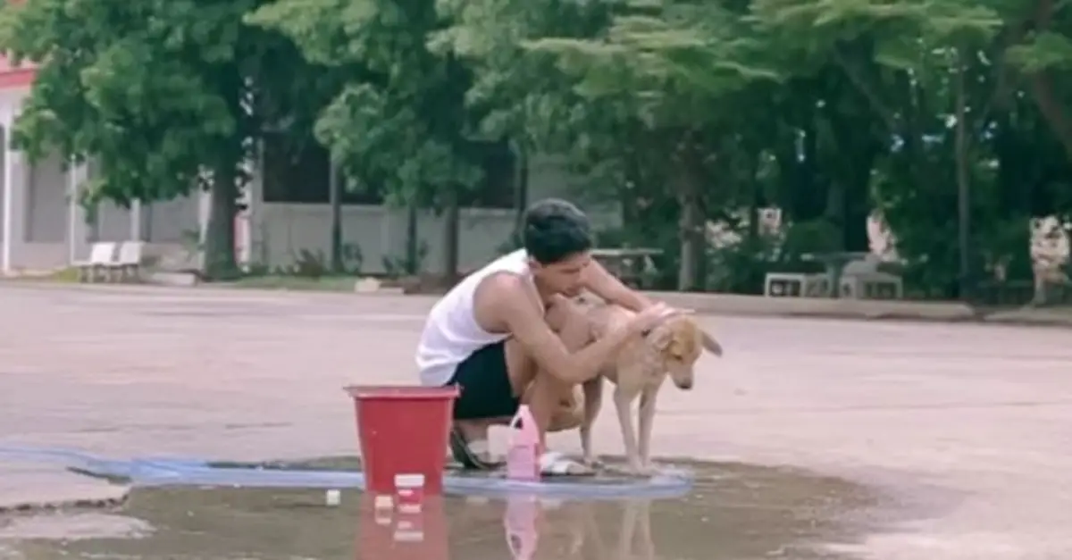 You are currently viewing A young person decides to bathe stray dogs out of pure kindness in their heart