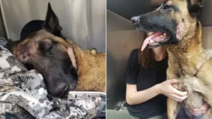 Read more about the article Belgian Malinois decides to sacrifice its life and saves its owner from a mountain lion attack