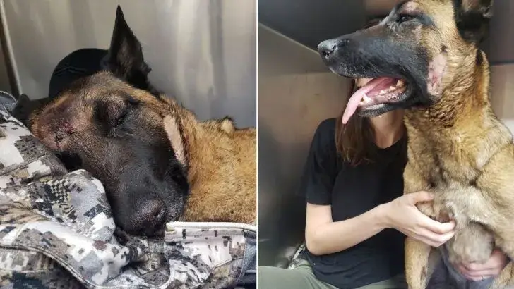 You are currently viewing Belgian Malinois decides to sacrifice its life and saves its owner from a mountain lion attack