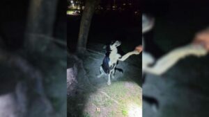 Read more about the article Defenseless dog is tied to a tree in a dangerous location, but holds on until rescue finally arrives.