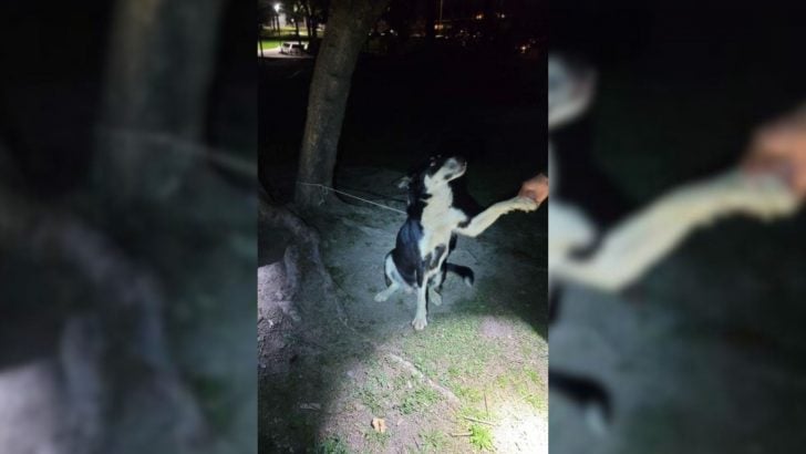 You are currently viewing Defenseless dog is tied to a tree in a dangerous location, but holds on until rescue finally arrives.